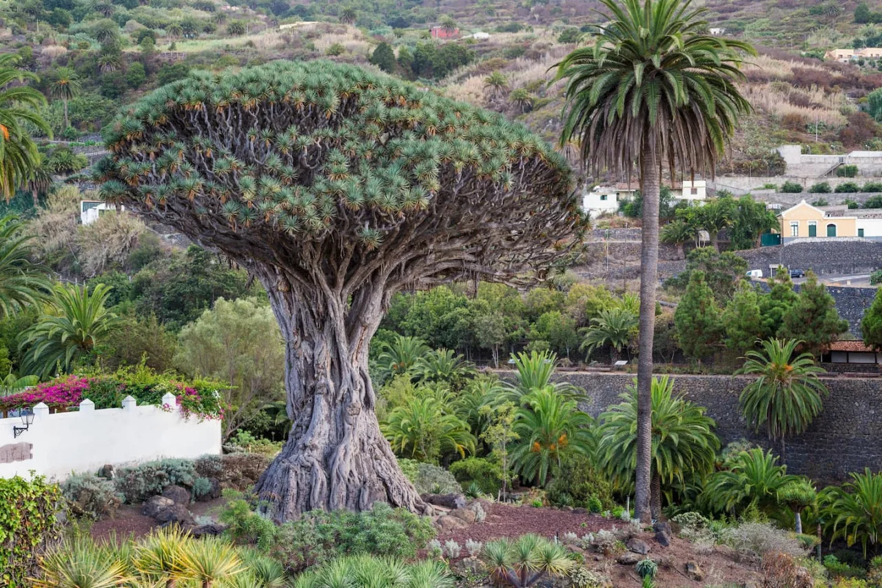 The Drago Milenario in Icod de los Vinos
